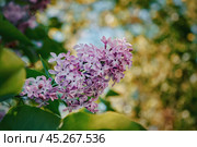 Сирень. Стоковое фото, фотограф Анна Каменева / Фотобанк Лори