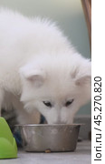 Щенок Белой Швейцарской Овчарки лакает воду из миски / Slow motion vertical video of a small White Swiss Shepherd Dog puppy lapping water from a bowl. Стоковое видео, видеограф Сергей Пристяжнюк (Serg Zastavkin) / Фотобанк Лори