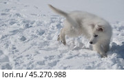 Щенок Белой Швейцарской Овчарки БШО играет в снегу / Slow motion footage of a White Swiss Shepherd puppy playing with snowballs in the snow in winter. Стоковое видео, видеограф Сергей Пристяжнюк (Serg Zastavkin) / Фотобанк Лори
