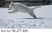 Щенок Белой Швейцарской Овчарки БШО играет в снегу / Slow motion video of White Swiss Shepherd Dog puppy plays, runs and jumps in a snowy garden in a cottage village in winter. Стоковое видео, видеограф Сергей Пристяжнюк (Serg Zastavkin) / Фотобанк Лори