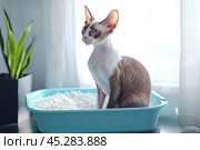 Adorable grey cat Devon Rex sitting inside a litter box. Pet care. Domestic Cat looking at litterbox in a living room. Hygiene for pets. Feline wants to go to the toilet. Accustoming to the toilet. Стоковое AI-изображение, AI-художник Марина Демидюк / Фотобанк Лори
