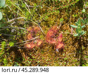 Plant sundew close up. Стоковое фото, фотограф Argument / Фотобанк Лори