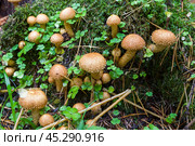 Чешуйчатка обыкновенная (Pholiota squarrosa) в лесу. Стоковое фото, фотограф Ирина Яровая / Фотобанк Лори