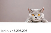 Funny grey British cat peeking out from behind white table. grey British cat with orange eyes as it peeks out curiously from behind white banner. Стоковое фото, фотограф Павел Муравьев / Фотобанк Лори