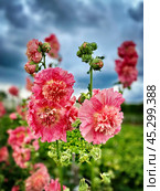 Штокроза обыкновенная/розовая (Alcea rosea) - Мальва. Опытное поле компании "Русский Огород". Август 2024г. Стоковое фото, фотограф Владимир Шипикин / Фотобанк Лори