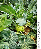 Растение капуста кольраби (Brassica oleracea) гигант на грядке. Стоковое фото, фотограф Владимир Шипикин / Фотобанк Лори