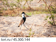 Spur-winged lapwing. Стоковое фото, фотограф Art Konovalov / Фотобанк Лори