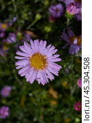 The aster perennial in the morning after the first frost in the garden. Astra (lat. Aster) is a genus of herbaceous plants of the Asteraceae family (Asteraceae). November 3, 2024. Стоковое фото, фотограф Андрей Жигальцов / Фотобанк Лори