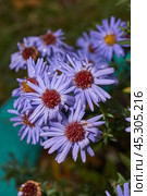 The aster perennial in the morning after the first frost in the garden. Astra (lat. Aster) is a genus of herbaceous plants of the Asteraceae family (Asteraceae). November 3, 2024. Стоковое фото, фотограф Андрей Жигальцов / Фотобанк Лори