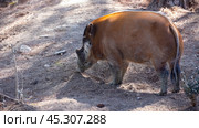 Red river hogs walking on forest glade on sunny day. Стоковое фото, фотограф Яков Филимонов / Фотобанк Лори