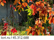 Яркие краски осени. Красно-оранжевая листва дикого винограда. Bright red autumn leaves of wild grapes all through. Colorful autumn natural background. Стоковое фото, фотограф Лариса Гордеева / Фотобанк Лори