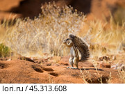 Капская земляная белка (Xerus inauris) в тени своего хвоста. Долина Твифелфонтейн, Намибия. (2014 год). Стоковое фото, фотограф Анна Ефимова / Фотобанк Лори