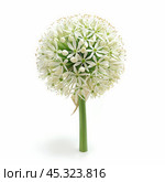 Single allium flower standing on white background. Стоковое AI-изображение, AI-художник Иван Рябоконь / Фотобанк Лори