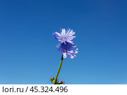 Centaurea cyanus. Blue flower on a blue background. Стоковое фото, фотограф Михаил Пряхин / Фотобанк Лори