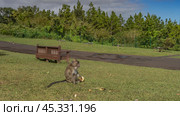 The macaca fascicularis is sitting on the lawn, eating fruits. Fluffy beige fur, long tail. A wooden bench next to the footpath. Green vegetation in the distance. Mauritius. Стоковое фото, фотограф Вера Ивановна Кубарева / Фотобанк Лори