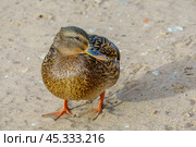 Утки в естественной среде. Стоковое фото, фотограф Руслан Лесков / Фотобанк Лори