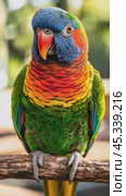 Colorful parrot perching on a branch, displaying vibrant plumage. Стоковое AI-видео, аниматор Юрий Поздников / Фотобанк Лори