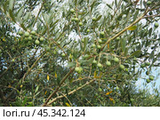 The olive, botanical name Olea europaea, meaning European olive, is a species of small tree or shrub in the family Oleaceae, found traditionally in the Mediterranean Basin, Africa and western Asia. Стоковое фото, фотограф Юлия Петровская / Фотобанк Лори