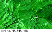 Dark Green Ferns Wallpaper. Wild forest Tropical Leaves Full Frame. Plant Texture. Perfect Natural Young Fern Pattern Background. Moody Feel. Top view. Copy space. Mock Up for Bio Care, Eco Product Ad. Стоковое видео, видеограф Марина Демидюк / Фотобанк Лори