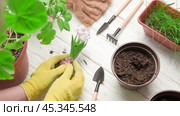 Female Hands Repotting Houseplants. Top View of Gardener is Holding a Sprout of Purple Hyacinth. Gardening Tools, Plants and Soil on White Wooden Table. Potted Plant Care at Home. Urban jungle Caring. Стоковое видео, видеограф Марина Демидюк / Фотобанк Лори