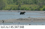 Brown bear hunts for salmon. Стоковое видео, видеограф Михаил Коханчиков / Фотобанк Лори