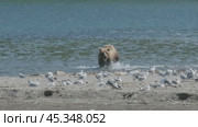 Brown bear hunts for salmon. Стоковое видео, видеограф Михаил Коханчиков / Фотобанк Лори