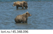 Brown bear hunts for salmon. Стоковое видео, видеограф Михаил Коханчиков / Фотобанк Лори