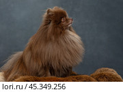 Маленький коричневый шпиц сидит на коричневой шкуре на сером студийном фоне. Стоковое фото, фотограф Юлия Зубкова / Фотобанк Лори