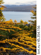 Beautiful autumn landscape. Branches of larch trees with yellow needles against the backdrop of a forest, sea bay and mountains. Shallow depth of field and blurry background. Autumn season. Стоковое фото, фотограф Андрей Степанов / Фотобанк Лори