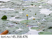 Кувшинка- Кубышка желтая(Núphar lútea) Стоковое фото, фотограф Андрей Иванов / Фотобанк Лори