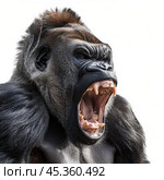Powerful silverback gorilla showing huge teeth while screaming. Стоковое AI-изображение, AI-художник Иван Рябоконь / Фотобанк Лори