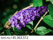 Buddleja davidii Empire blue Butterfly also called summer lilac, butterfly-bush. Стоковое фото, фотограф Татьяна Терехина / Фотобанк Лори