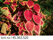 coleus giant exhibition rustic red flowers close up. Стоковое фото, фотограф Татьяна Терехина / Фотобанк Лори