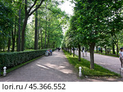 Парковая аллея в Петергофе. Петродворец (2023 год). Редакционное фото, фотограф Александр Тараканов / Фотобанк Лори