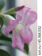 Adenium obesum flower, close up shot. Стоковое фото, фотограф Александр Курлович / Фотобанк Лори