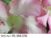 Adenium obesum flower, close up shot. Стоковое фото, фотограф Александр Курлович / Фотобанк Лори