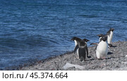 Adelie Penguins walk along beach. Стоковое видео, видеограф Vladimir / Фотобанк Лори