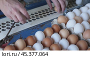 Female farmer taking from small conveyor belt freshly picked eggs from laying hens coming from chicken coop and placing in paper trays on poultry farm, cropped shot. Стоковое видео, видеограф Яков Филимонов / Фотобанк Лори