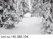 Заснеженные кроны деревьев. Стоковое фото, фотограф Яковлев Сергей / Фотобанк Лори