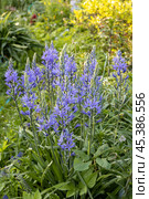 Camassia leichtlinii Caerulea flower in a garden. Стоковое фото, фотограф Ольга Сейфутдинова / Фотобанк Лори