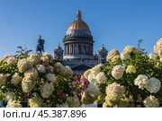 Летний сад трансформер на Синем мосту, напротив Исаакиевского собора, Санкт-Петербург (2024 год). Стоковое фото, фотограф Головкова Елена / Фотобанк Лори