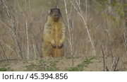 Сурок байбак или степной сурок Marmota bobak. Стоковое видео, видеограф Александр Мамонтов / Фотобанк Лори