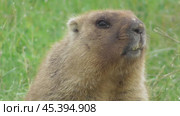 Сурок байбак или степной сурок Marmota bobak. Стоковое видео, видеограф Александр Мамонтов / Фотобанк Лори