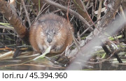 Ондатра, или мускусная крыса Ondatra zibethicus. Стоковое видео, видеограф Александр Мамонтов / Фотобанк Лори