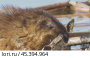 Ондатра, или мускусная крыса Ondatra zibethicus. Стоковое видео, видеограф Александр Мамонтов / Фотобанк Лори