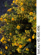 Bright yellow flowers of Dasiphora fruticosa on a Bush in the garden in summer. Стоковое фото, фотограф Elena Grishina / Фотобанк Лори