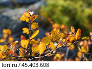 Twigs of dwarf birch. Yellowed leaves. Autumn season. Shallow depth of field and blurry background. Plant close-up. Стоковое фото, фотограф Андрей Степанов / Фотобанк Лори
