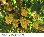 Grape harvest in Lachish district, Israel. Стоковое фото, фотограф Irina Opachevsky / Фотобанк Лори