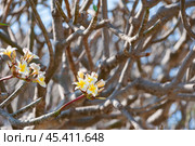 Young plumeria flowers, frangipani. Стоковое фото, фотограф Александр Подшивалов / Фотобанк Лори