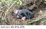 a mole in a garden plot crawled out of a hole. Стоковое фото, фотограф Igor Skripachev / Фотобанк Лори
